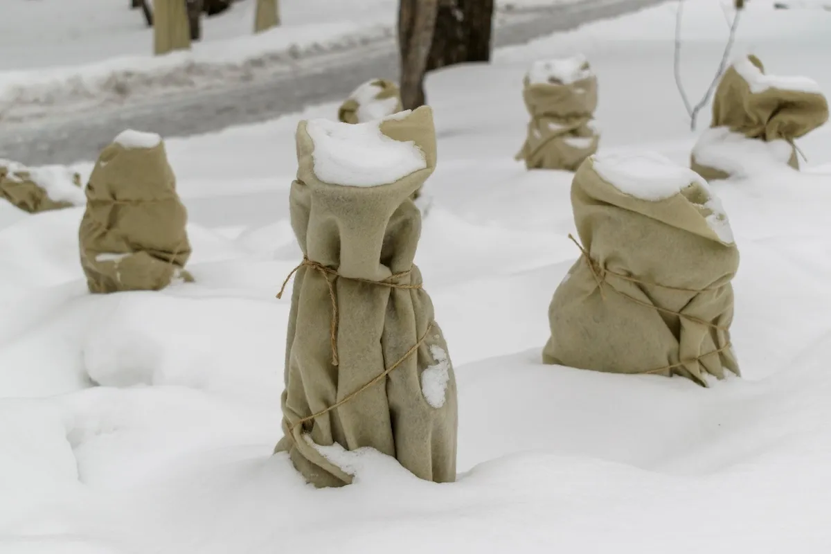 7 Plant Covers to Shield Your Trees and Shrubs from Cold