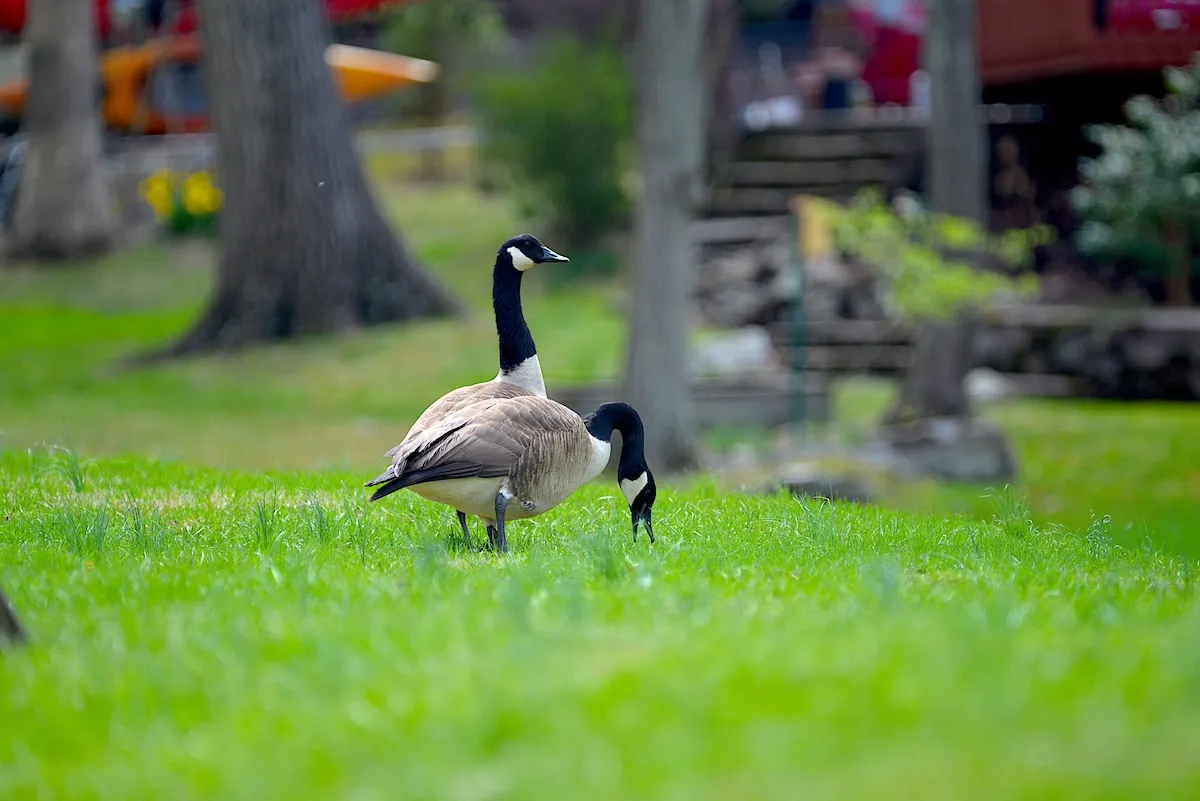 Effective Ways to Keep Geese Out of Your Yard