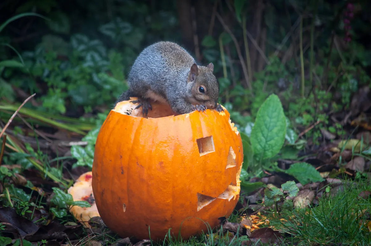 How to Deter Squirrels from Your Pumpkins