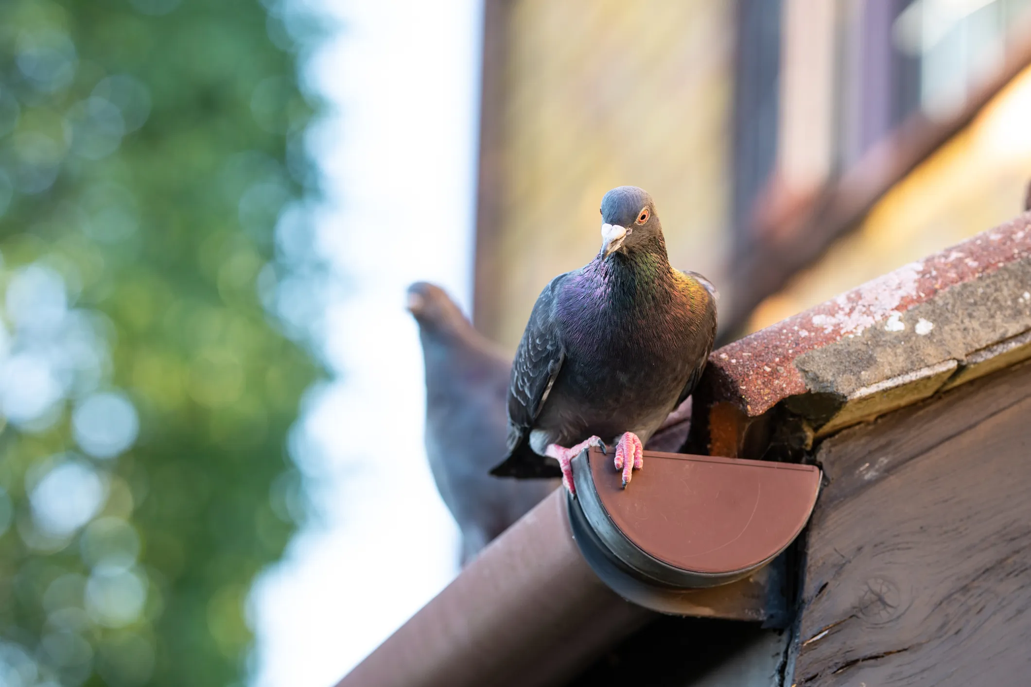 Why You Should Worry About Birds in Your Gutters